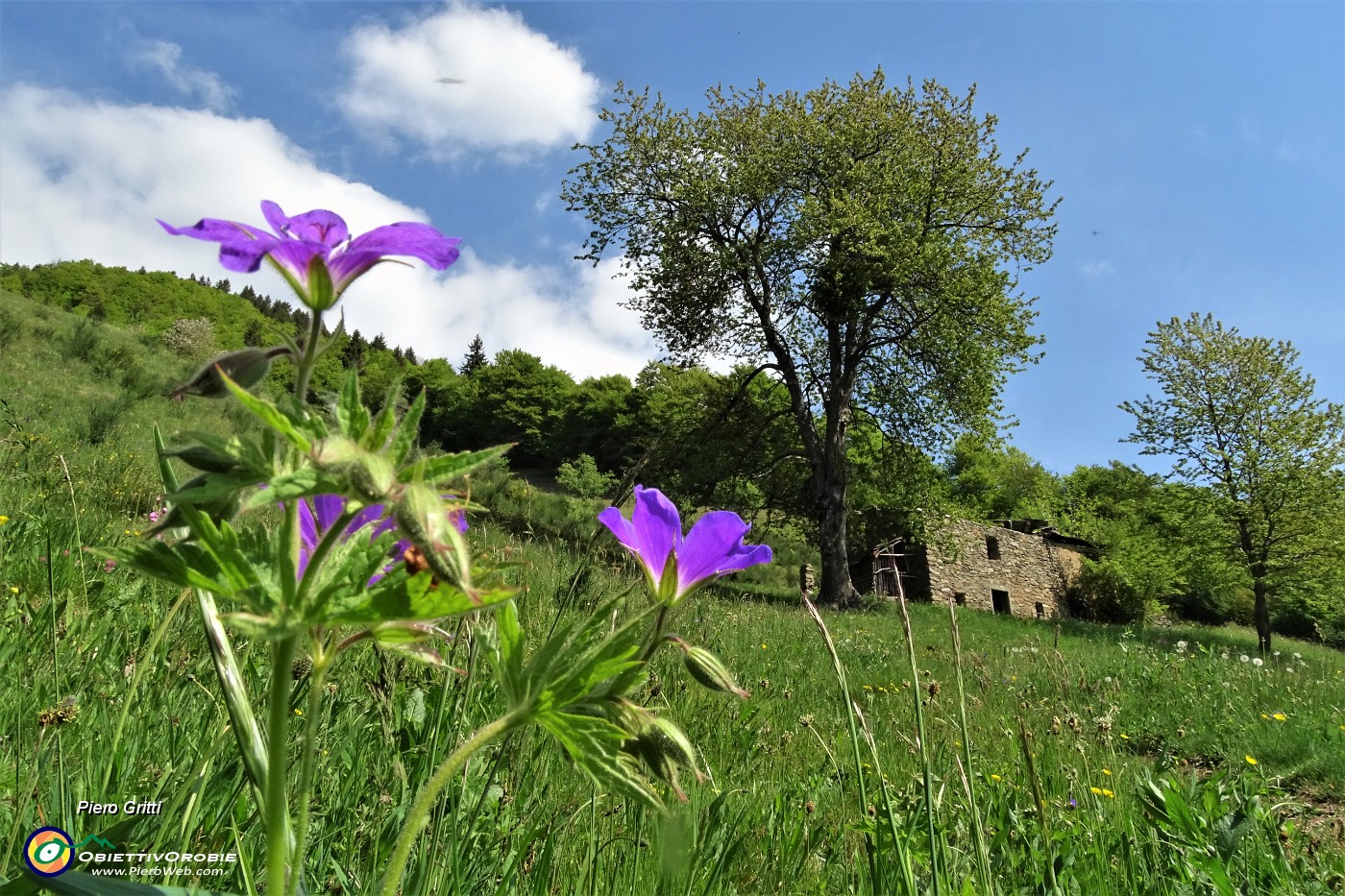 46 Geranio selvatico (Geranyum selvaticum) con baita diroccata.JPG